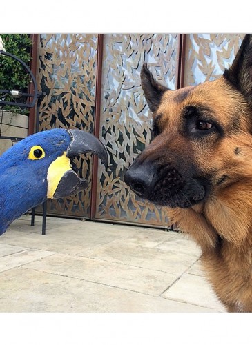 Dog-and-Parrot