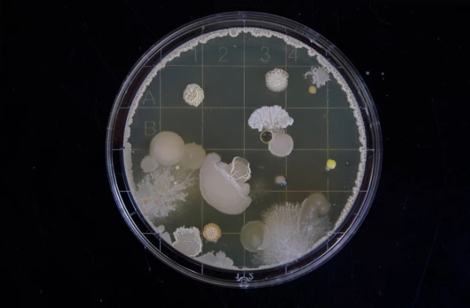 Antibiotic Alternative A Virus to Fight Bacteria