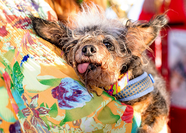 World’s Ugliest Dog 2019 Revealed See Photo Of Scamp The Tramp