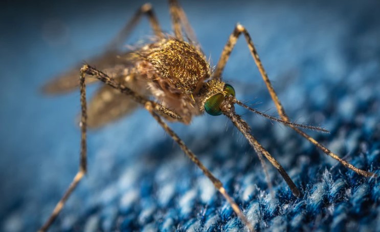 Mosquitoes have been almost completely wiped out on two Chinese islands