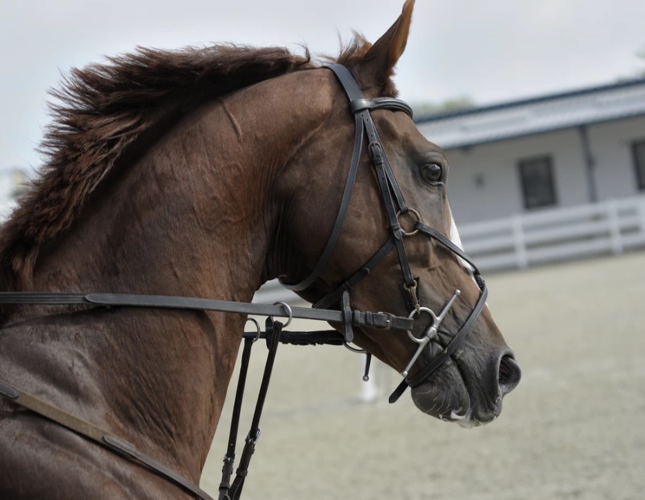 When Do Racehorses Retire?