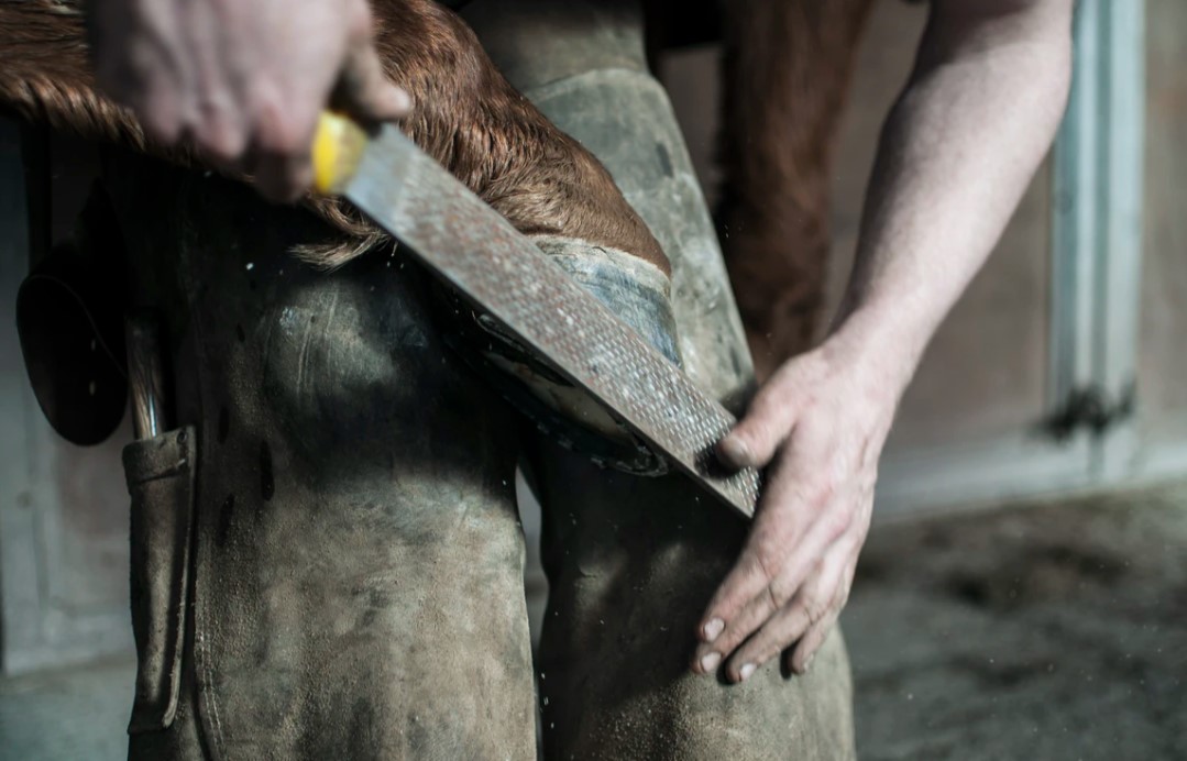 Sport Foals and The Farrier: First Visits