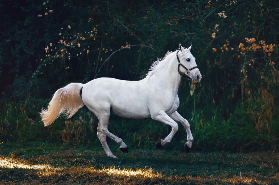 15 Fascinating Facts About Horses