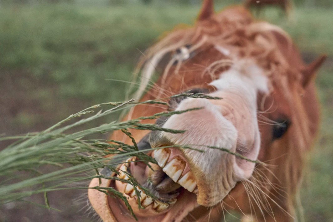 How to Tell a Horse’s Age by Its Teeth