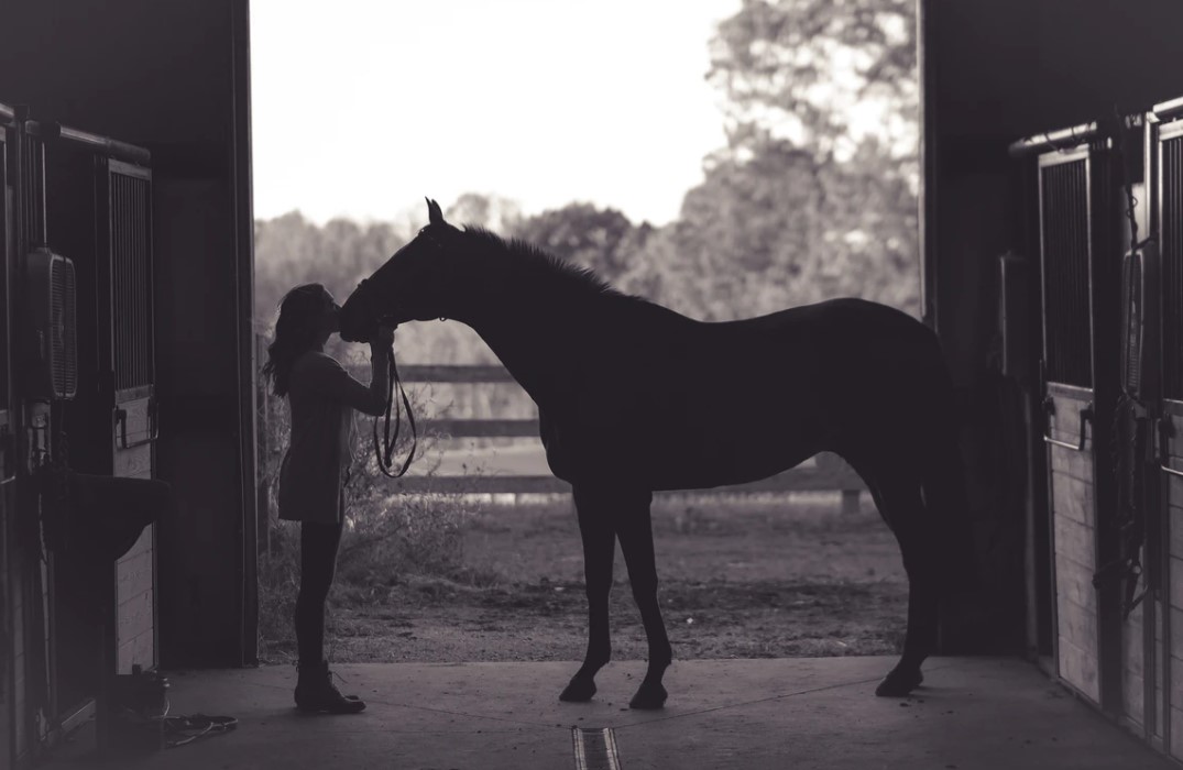 Determining What It May Cost to Board Your Horse