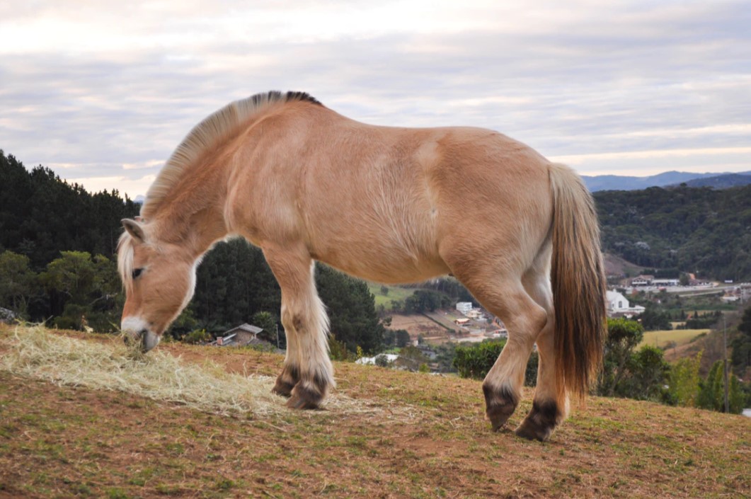 Fjord Horse: Breed Profile