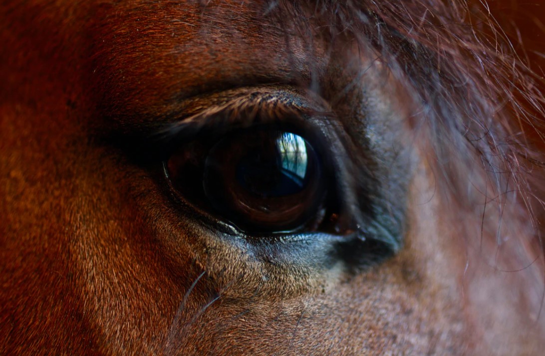 Eye problems in older horses