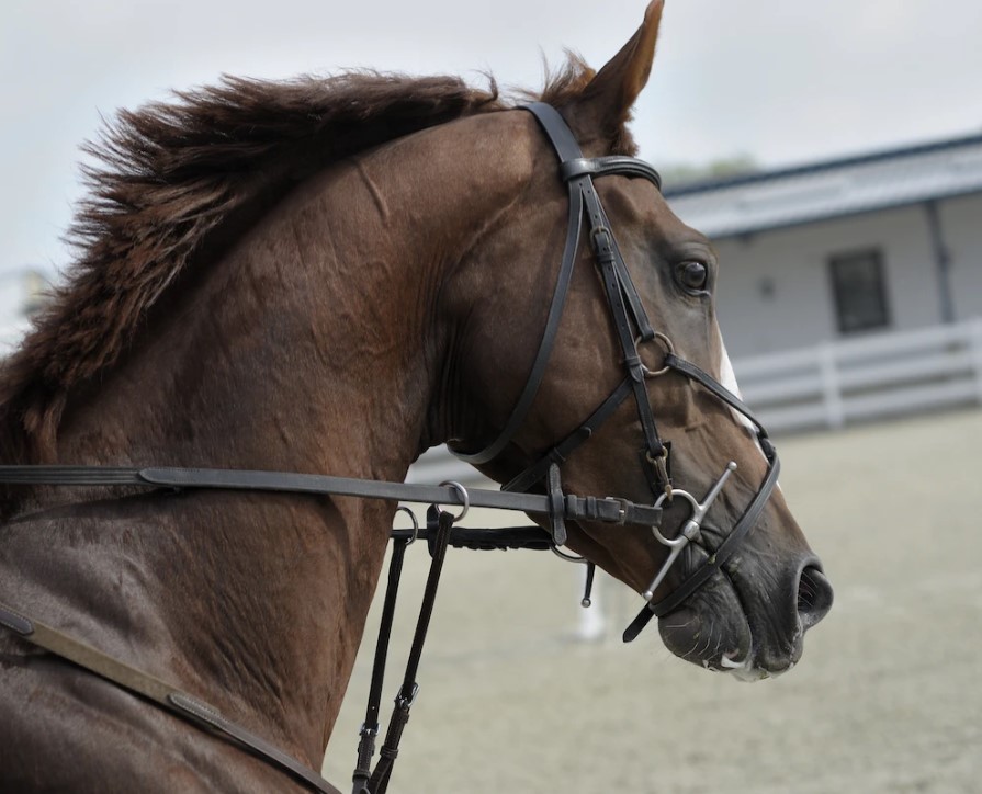 Is a Flash Noseband Necessary?
