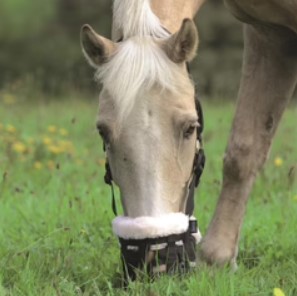 Best grazing muzzles for horses 2017 sale